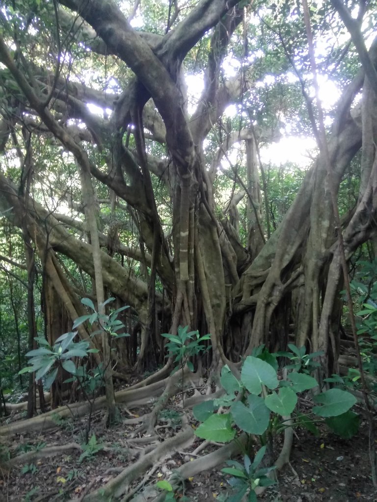 DSC_5491.JPG - 瑞芳  蚊子坑古道  龍洞稜