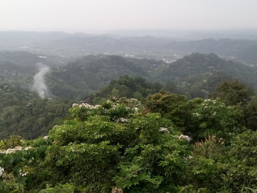 DSC_4975.JPG - 南庄  細湖頂  桐花山林