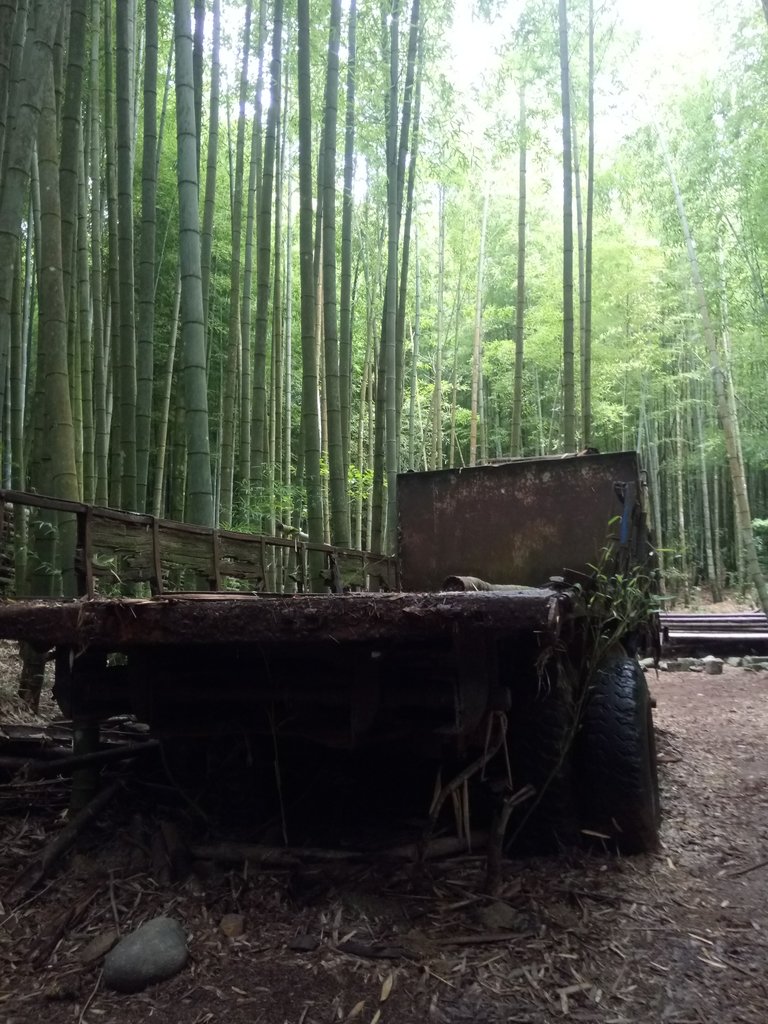 DSC_5259.JPG - 台中和平  長壽山登山步道  (中)