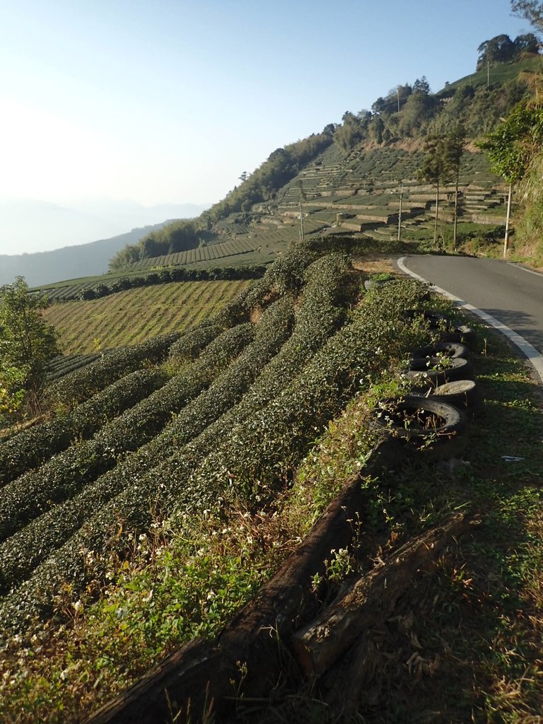 P1306585.JPG - 梅山  龍眼林茶園風光