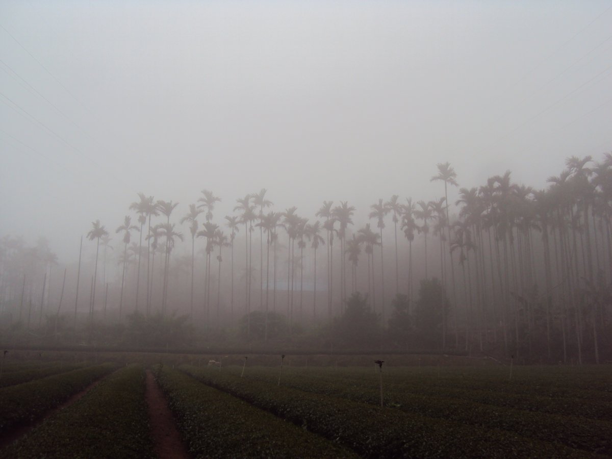 DSC07683.JPG - 南投  永興  晨霧山林