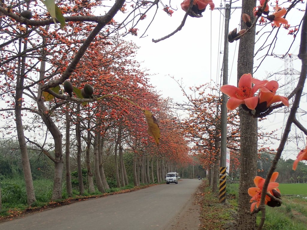 P3066394.JPG - 埤頭  東螺溪  木棉花