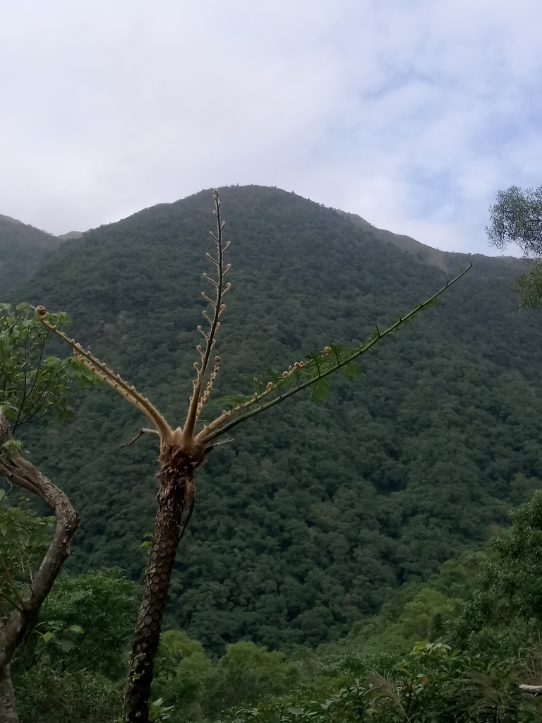 DSC_2789.JPG - 礁溪  聖母登山步道  (抹茶山)