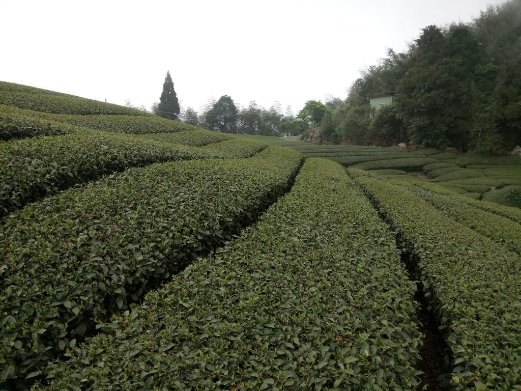 DSC_1411.JPG - 阿里山  隙頂茶園之美