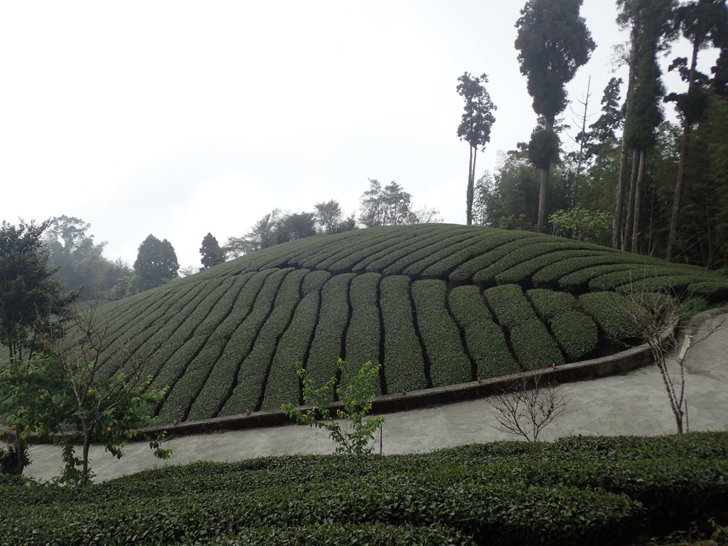 P3257879.JPG - 阿里山  頂石卓茶園之美