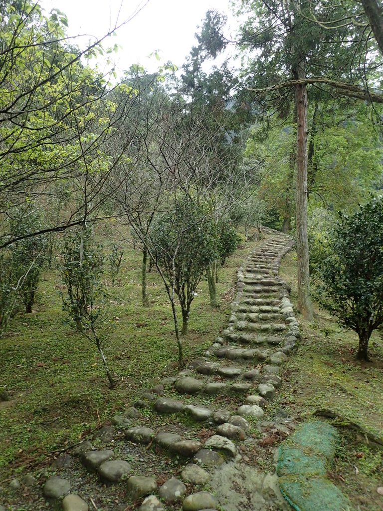 P3170370.JPG - 坪林  鬼子賴尖山