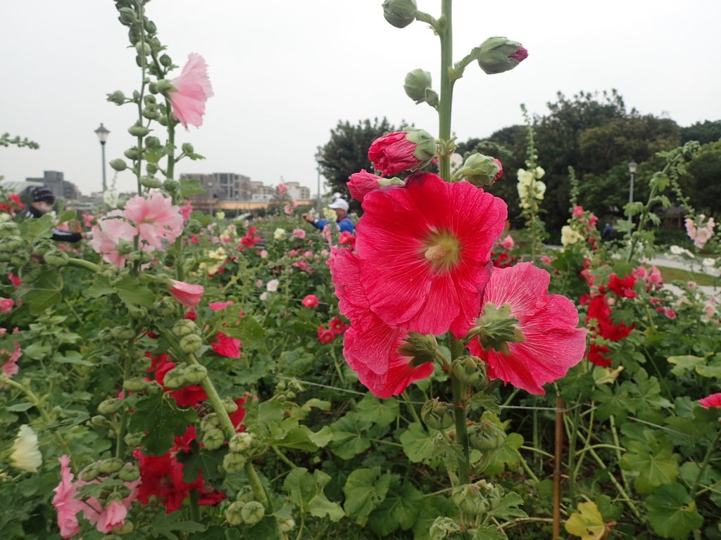 P3116921.JPG - 花博公園  蜀葵花季