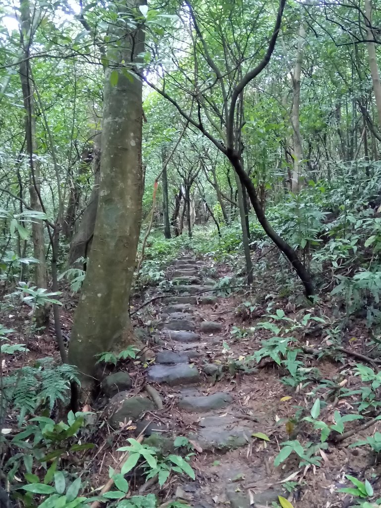 DSC_1930.JPG - 萬里  瑪鋉山  (望洋崖)