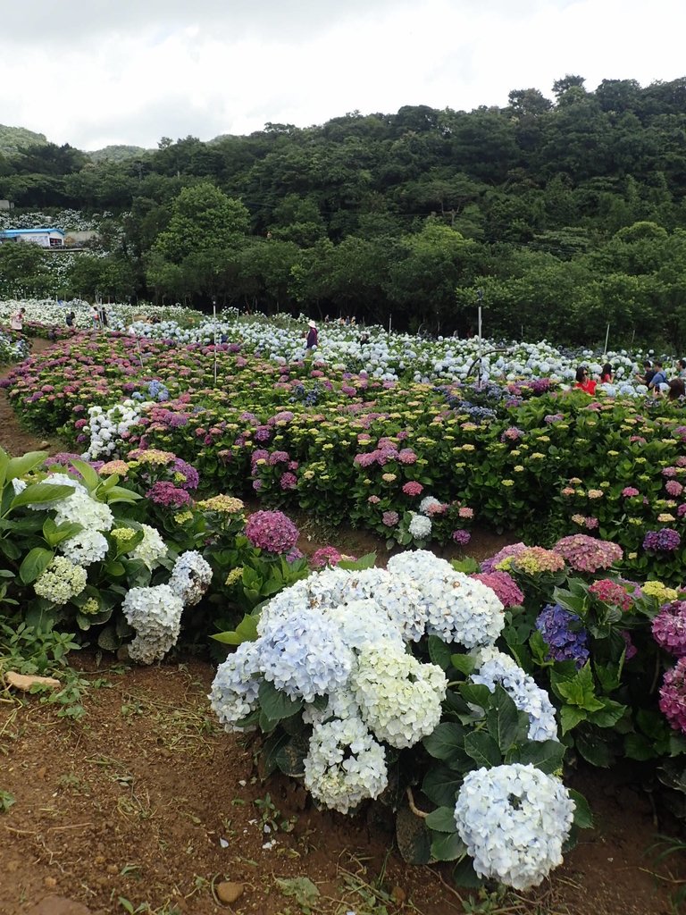 P5303953.JPG - 萬里  高家繡球花田