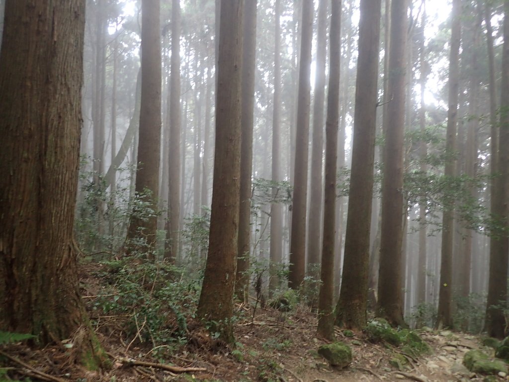 P2034952.JPG - 南庄  加里山  森林鐵道