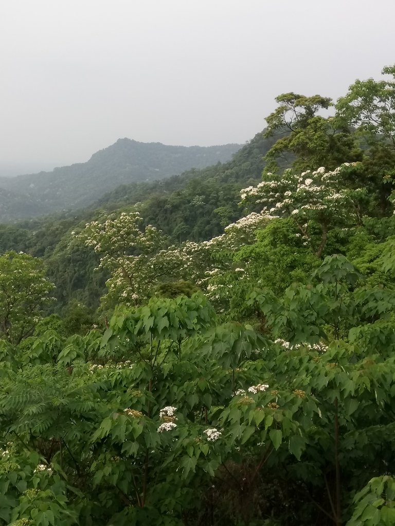 DSC_4999.JPG - 南庄  細湖頂  桐花山林