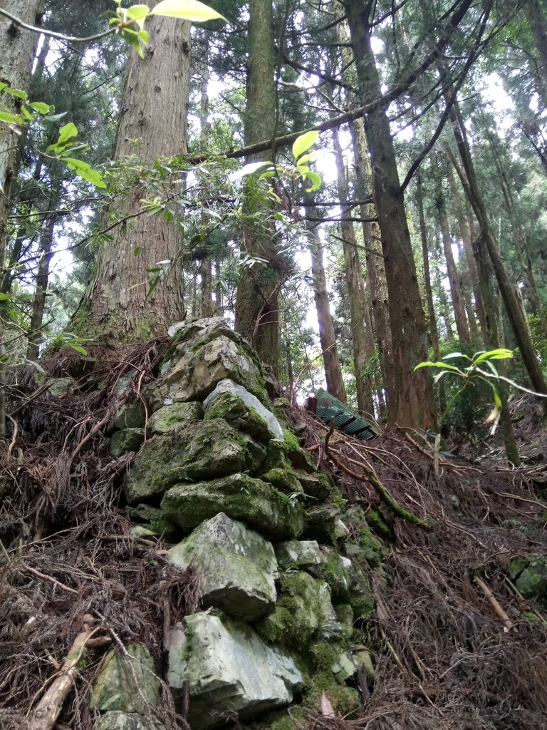 DSC_9983.JPG - 谷關七雄之  馬崙山  (下)