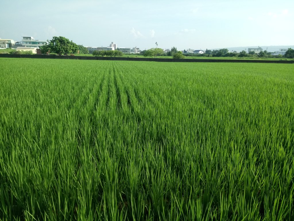 DSC_0416.JPG - 草屯  大虎山腳  林家古厝