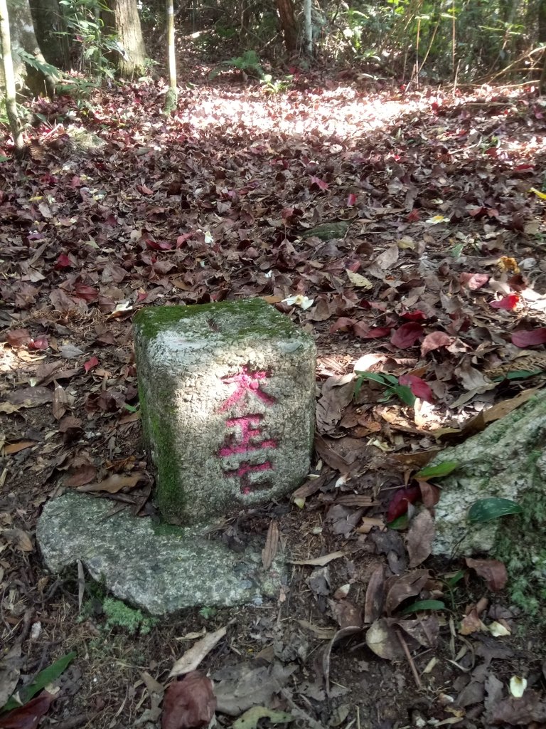 DSC_4109.JPG - 魚池  大尖山登山步道