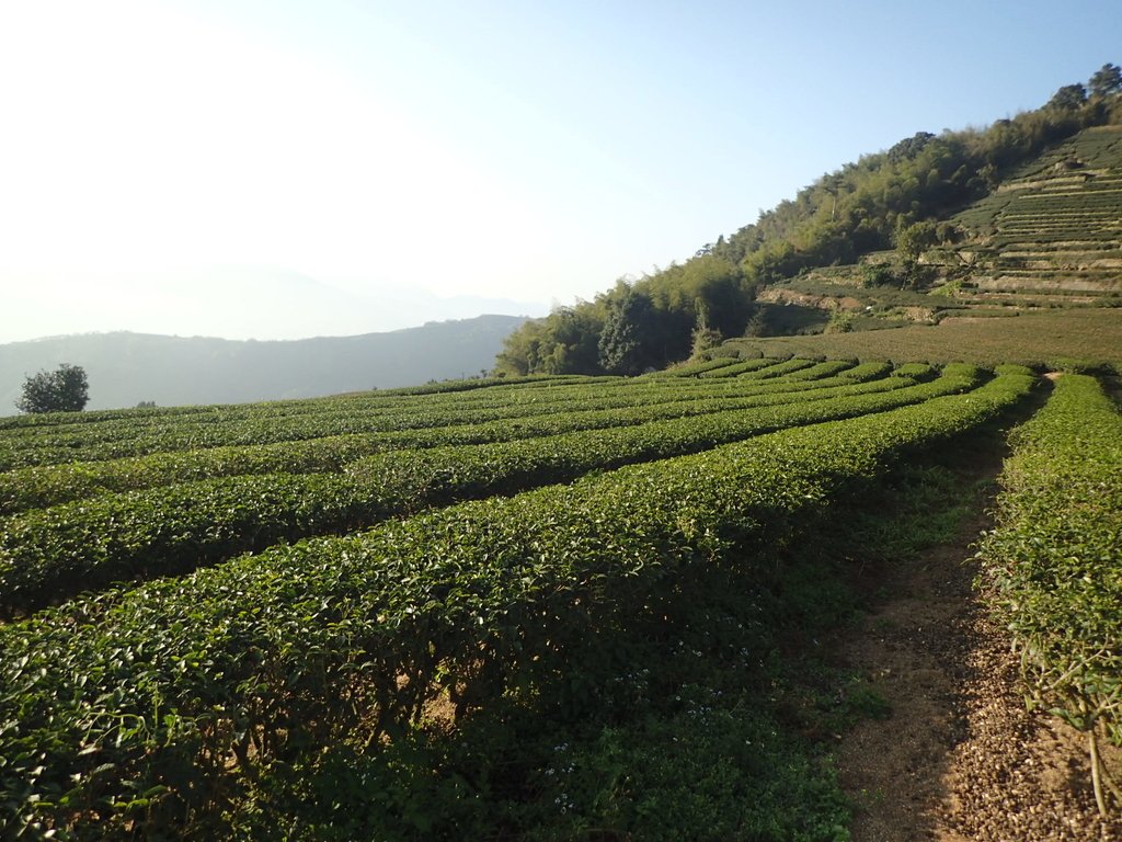 P1306588.JPG - 梅山  龍眼林茶園風光