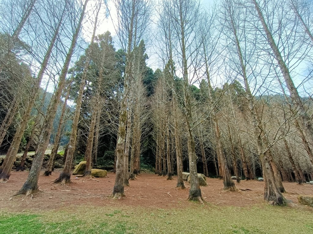 IMG20210205125856.jpg - 竹山  杉林溪森林遊樂園  路過