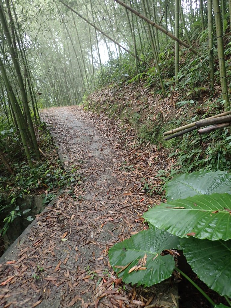 PA231636.JPG - 草嶺  茄苳步道  峭壁雄風