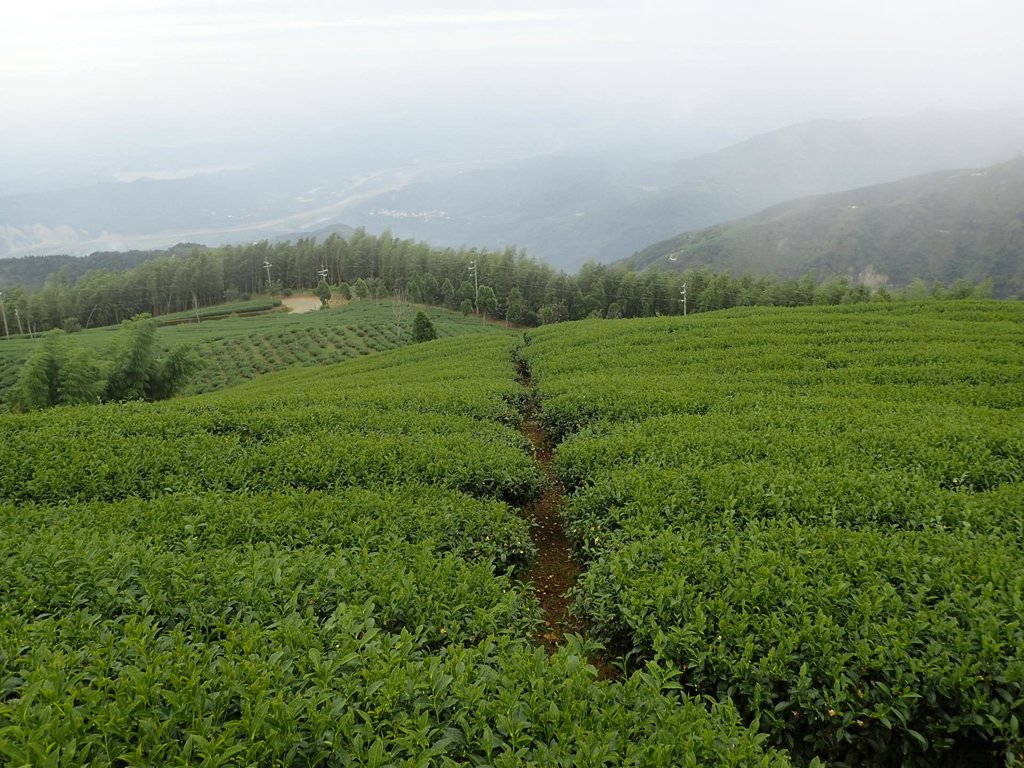 PA231849.JPG - 古坑  雲嶺之丘