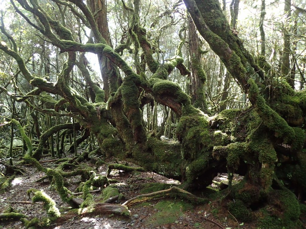 PB265444.JPG - 太平山  翠峰湖環山步道  02