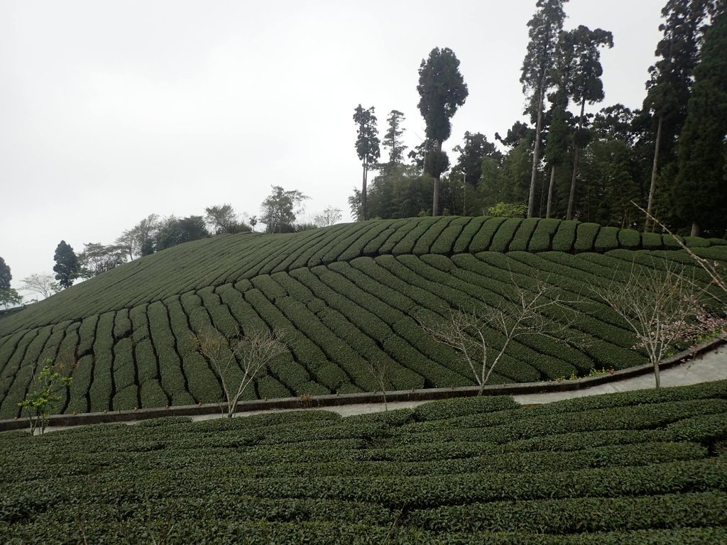 P3257883.JPG - 阿里山  頂石卓茶園之美