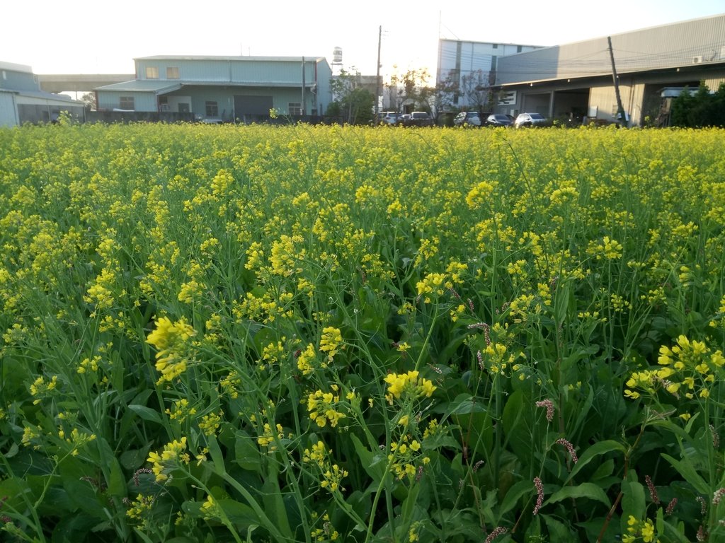 DSC_0154.JPG - 台中  西屯  油菜花田