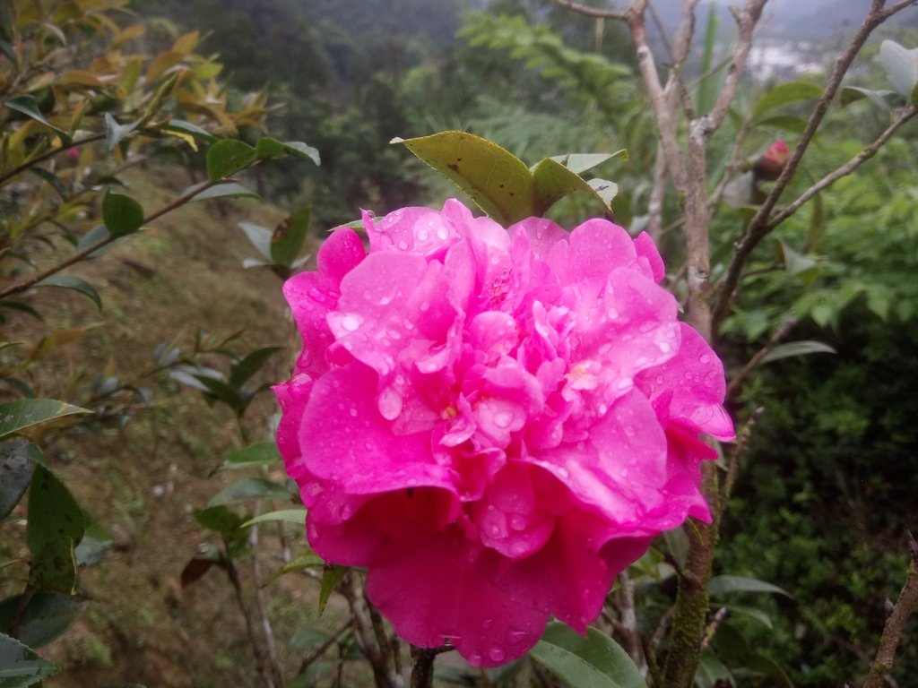 DSC_7156.JPG - 坪林  鬼子賴尖山