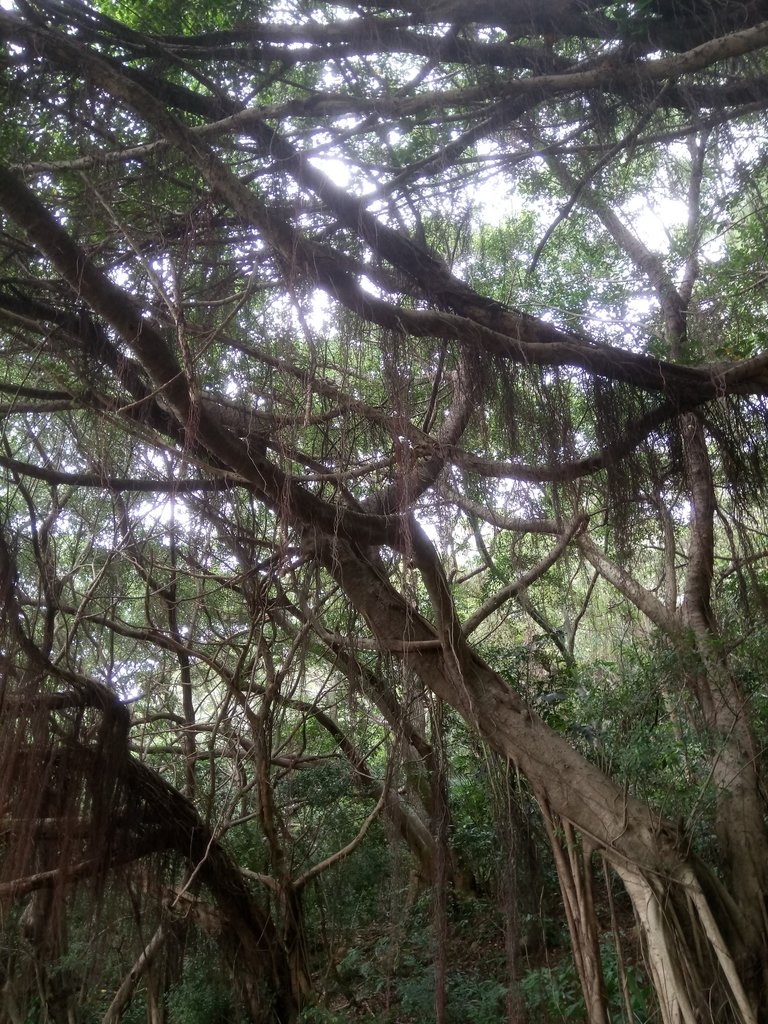 DSC_0898.JPG - 新豐  鳳崎落日步道