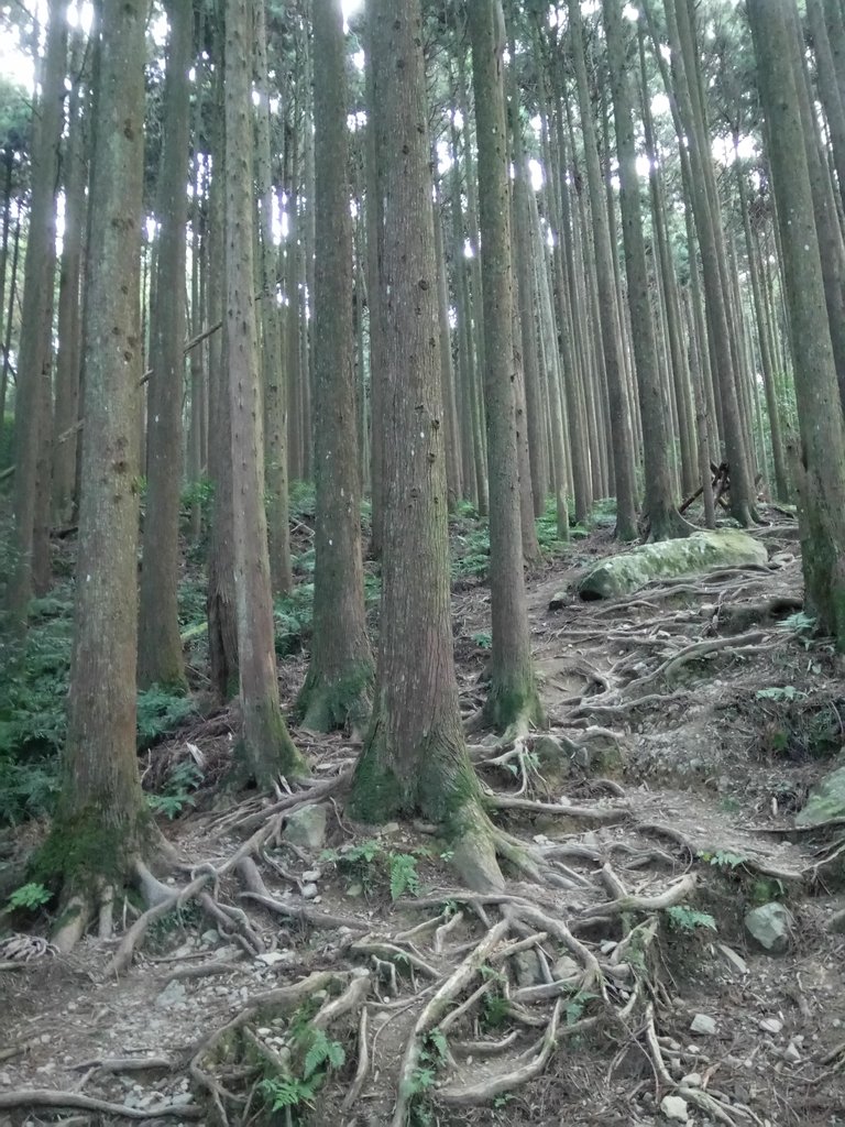 DSC_3582.JPG - 南庄  大坪林道  杜鵑嶺