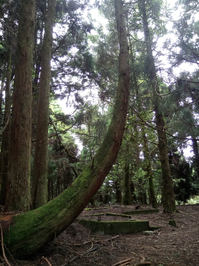 DSC_9989.JPG - 谷關七雄之  馬崙山  (下)