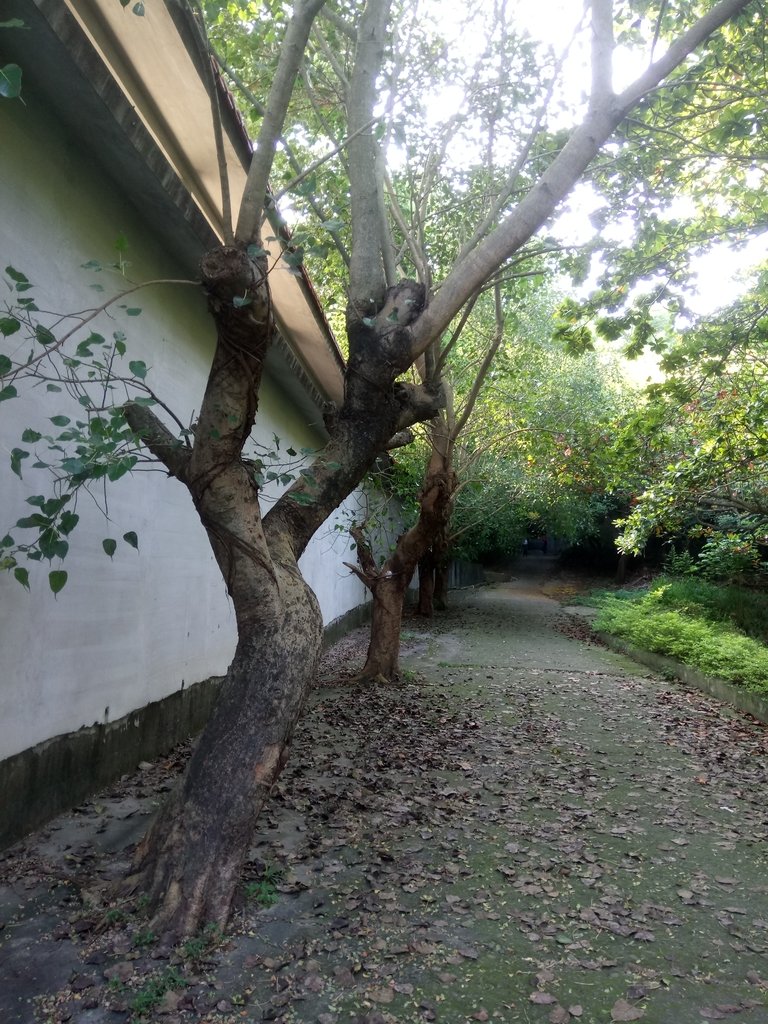 DSC_2053.JPG - 大社  觀音山步道