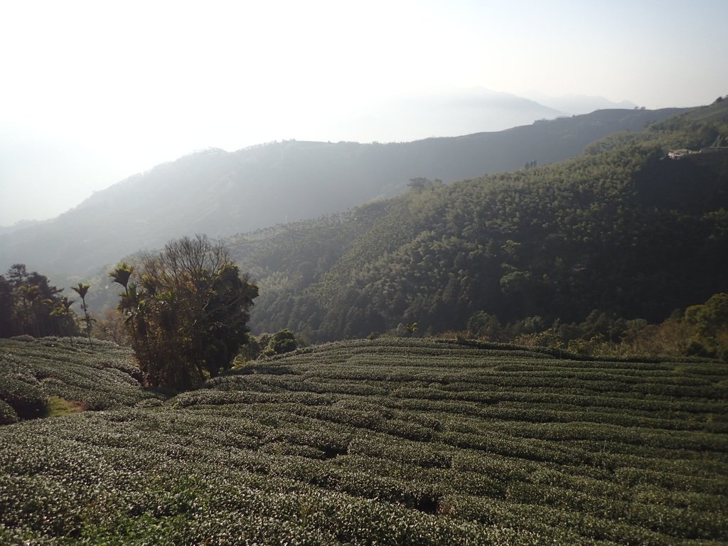 P1306593.JPG - 雲嘉連峰之  太平山  梨子腳山