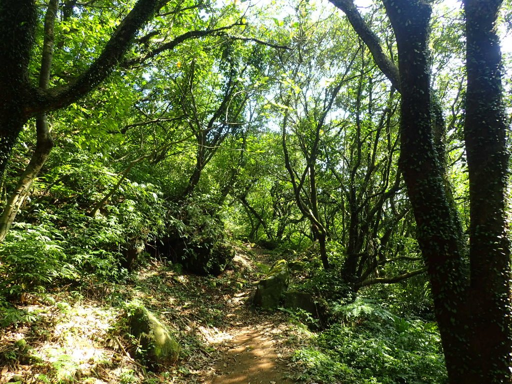 P7296077.JPG - 金山  竹子山古道  阿里磅瀑布