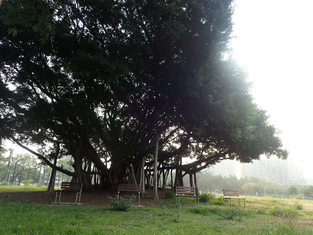 P4092780.JPG - 台中  公共資訊圖書館之晨