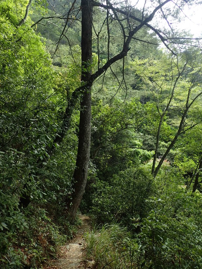 P5012282.JPG - 谷關七雄之  波津加山