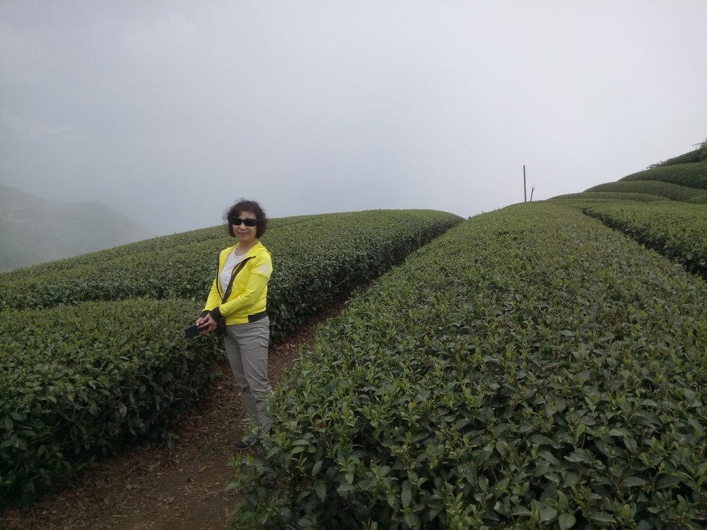 DSC_1417.JPG - 阿里山  隙頂茶園之美