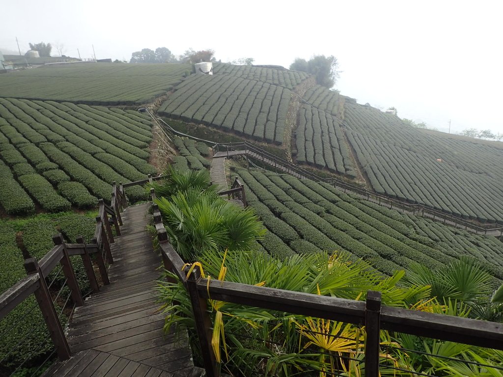 P3257900.JPG - 阿里山  頂石卓茶園之美