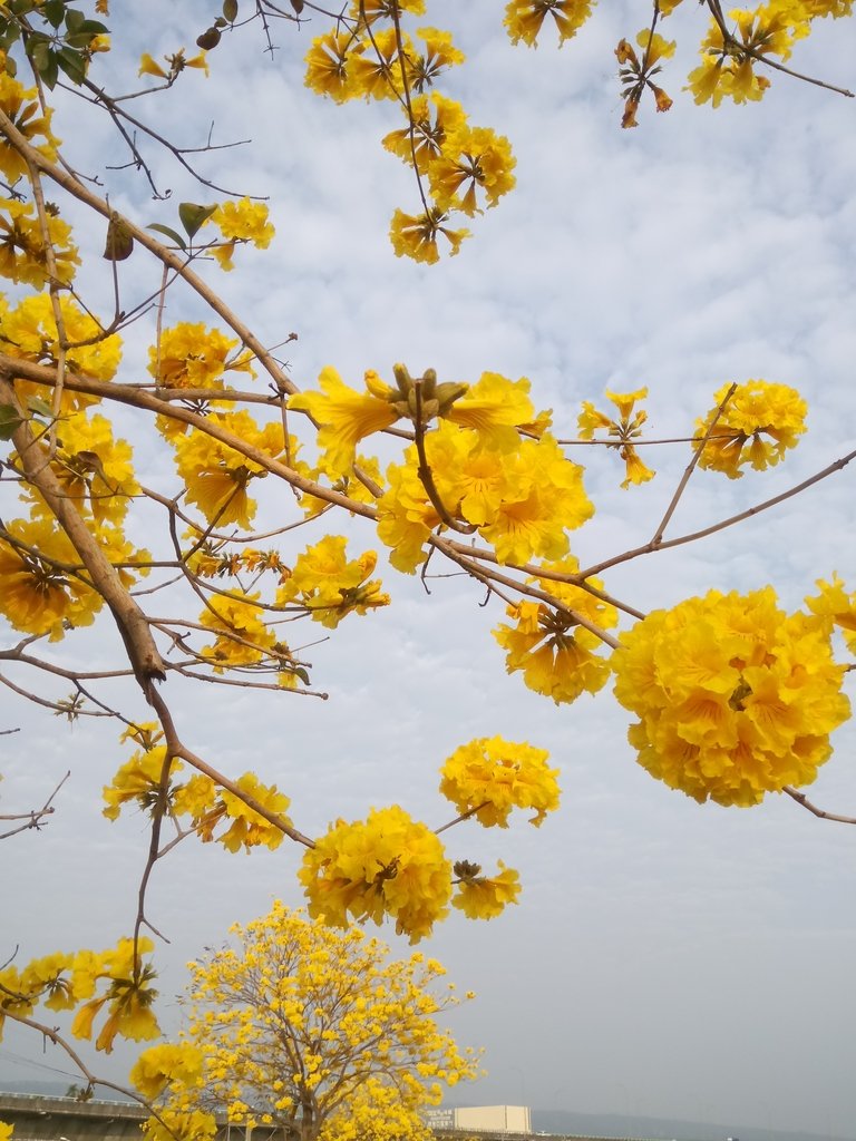 DSC_8229.JPG - 南投  貓羅溪畔  黃花風鈴木