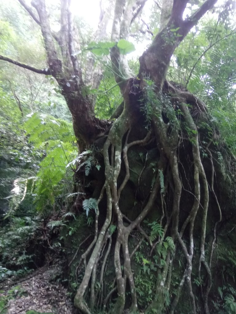 DSC_2168.JPG - 再訪---  平溪  孝子山登山步道