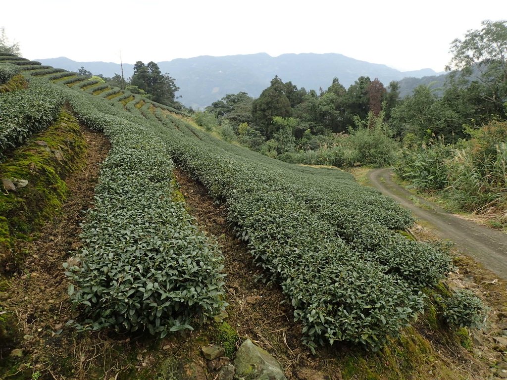 P3170434.JPG - 坪林  大湖尾茶園風光