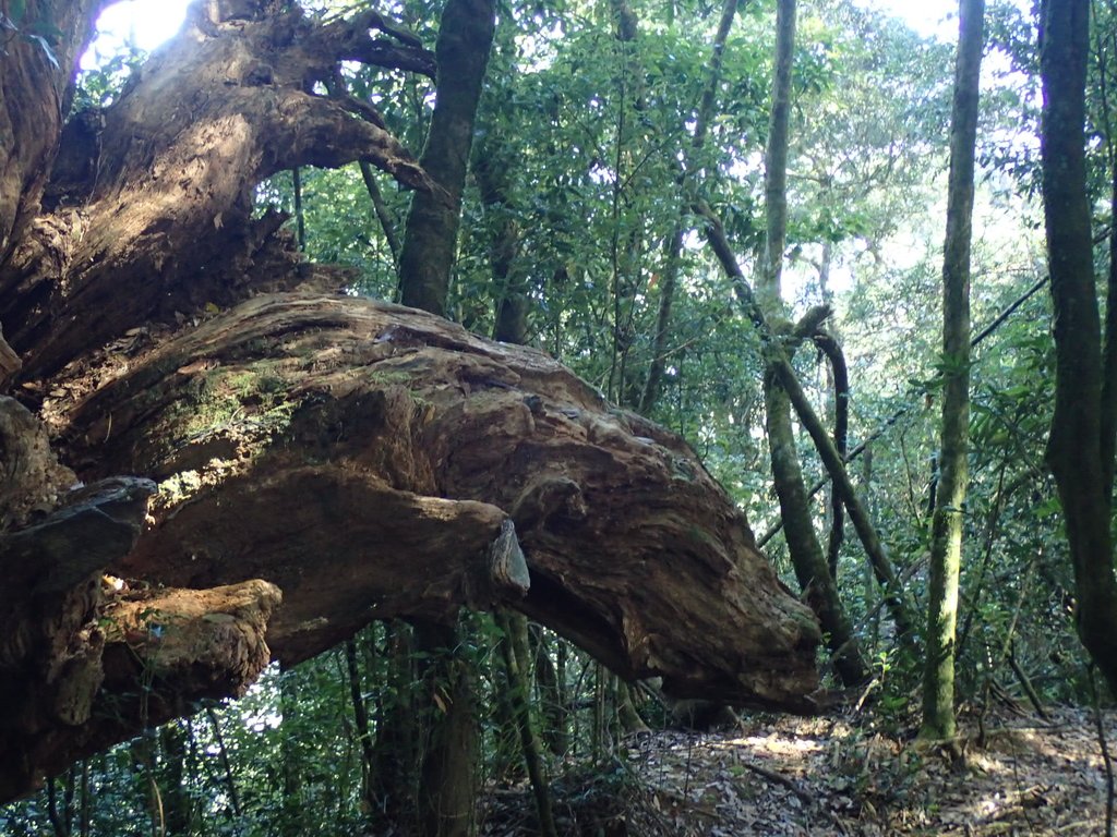 PA185591.JPG - 台中  和平  稍來山