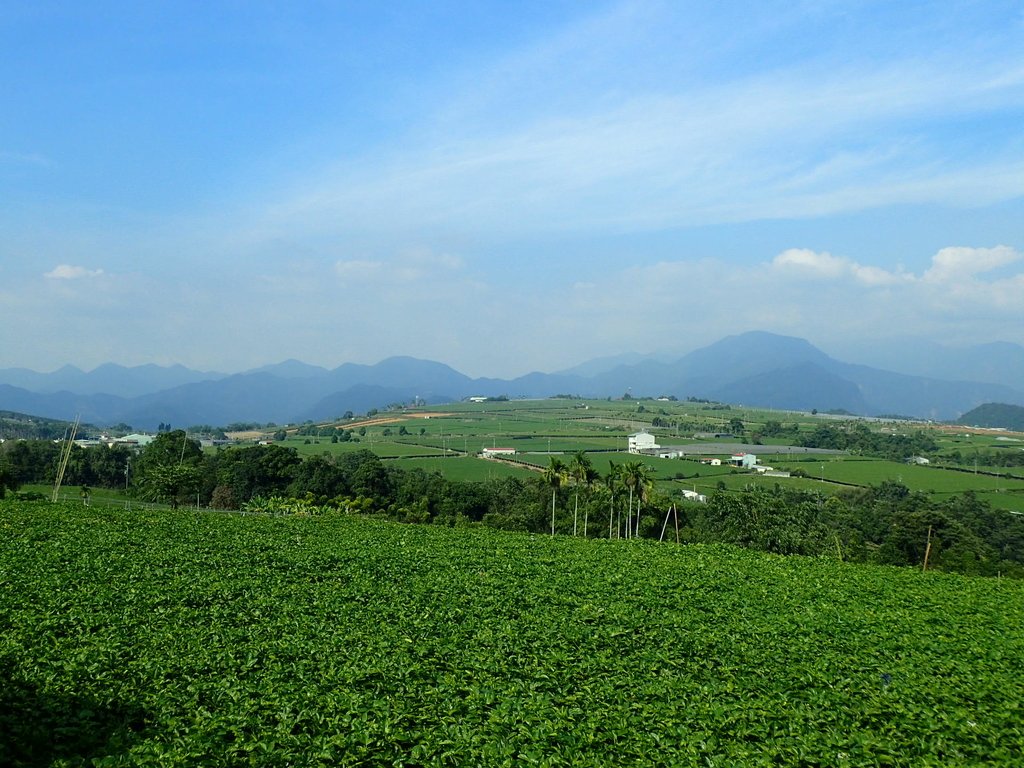 PA282146.JPG - 埔里  大坪頂  百香果園