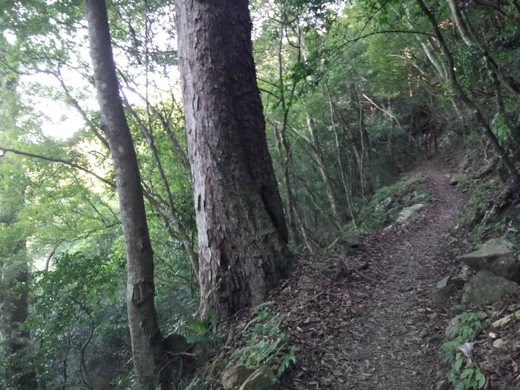 DSC_3584.JPG - 南庄  大坪林道  杜鵑嶺