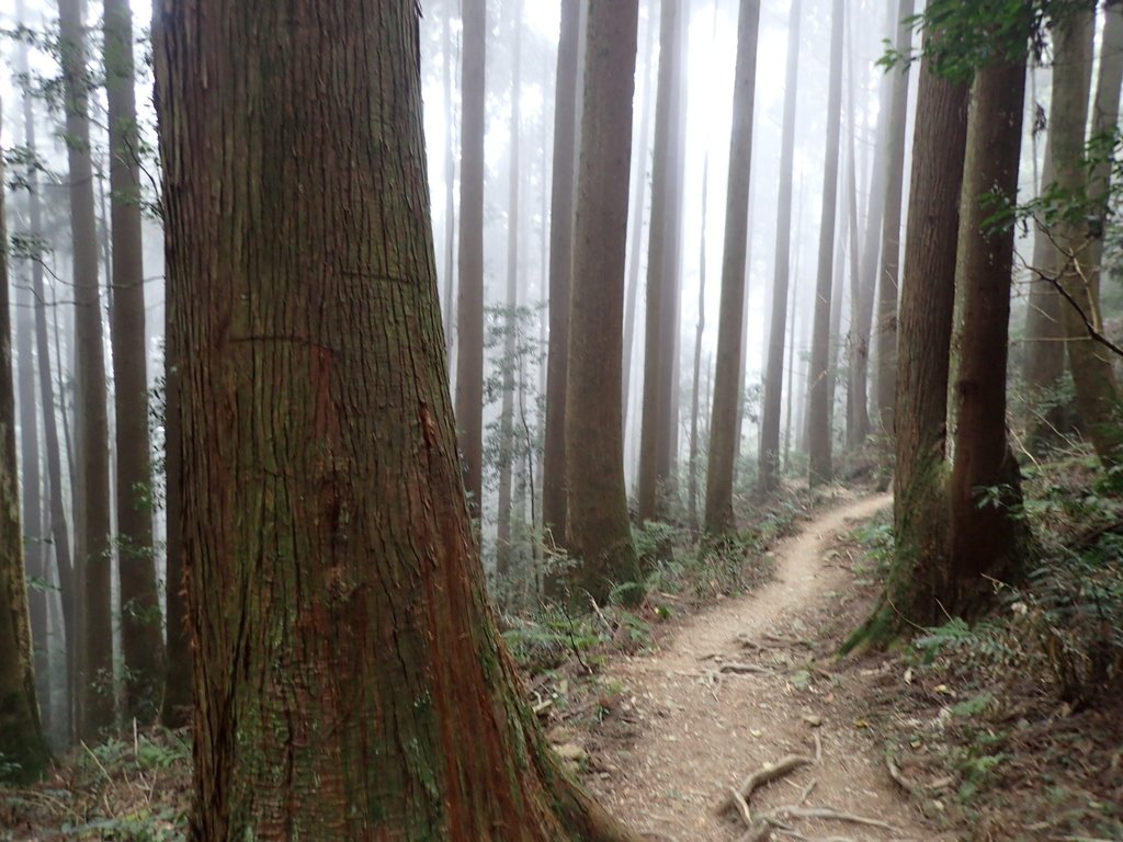 P2034960.JPG - 南庄  加里山  森林鐵道