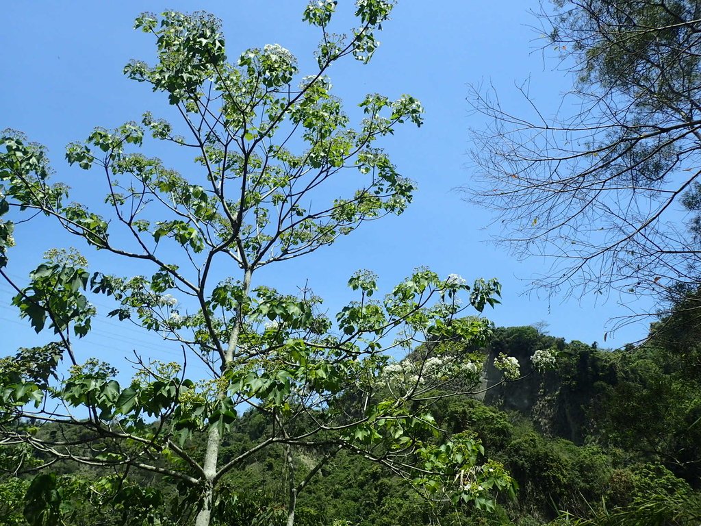 P4161459.JPG - 霧峰  青桐林生態園區