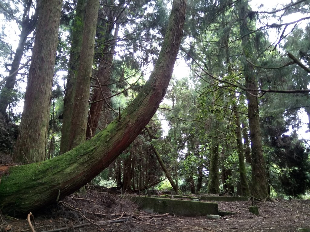 DSC_9990.JPG - 谷關七雄之  馬崙山  (下)