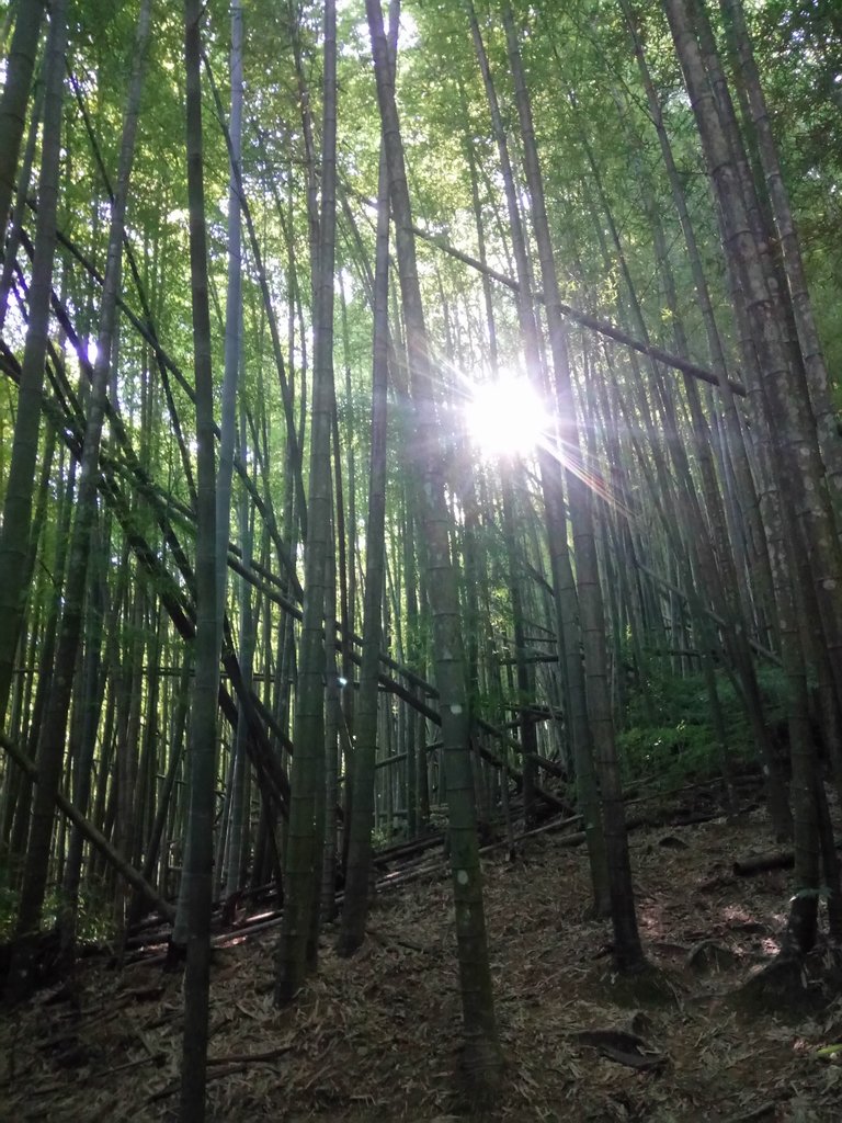 DSC_3757.JPG - 魚池  水社大山