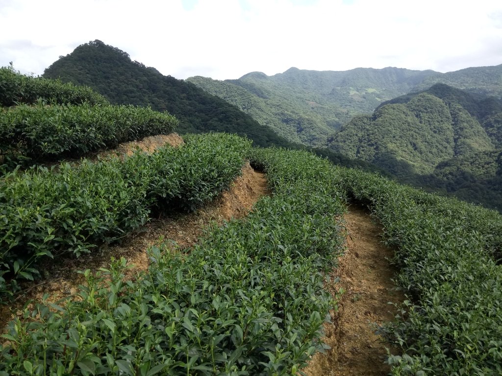 DSC_4716.JPG - 坪林  厚德岡坑  茶園之美