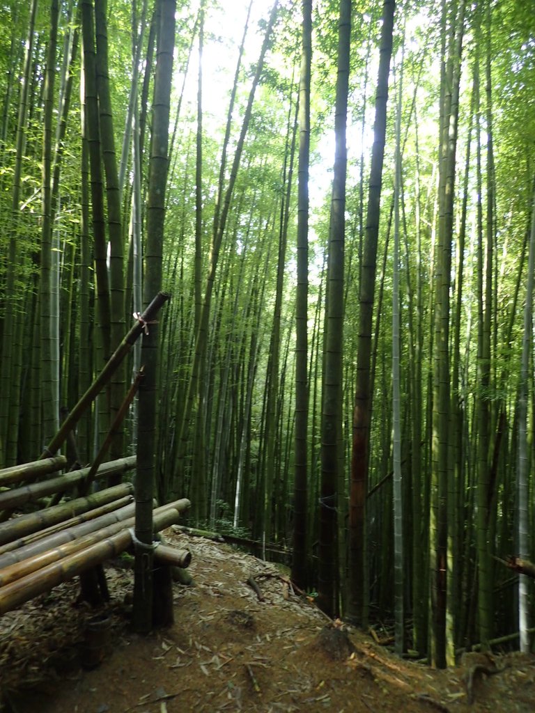 P7235869.JPG - 台中和平  長壽山登山步道  (中)