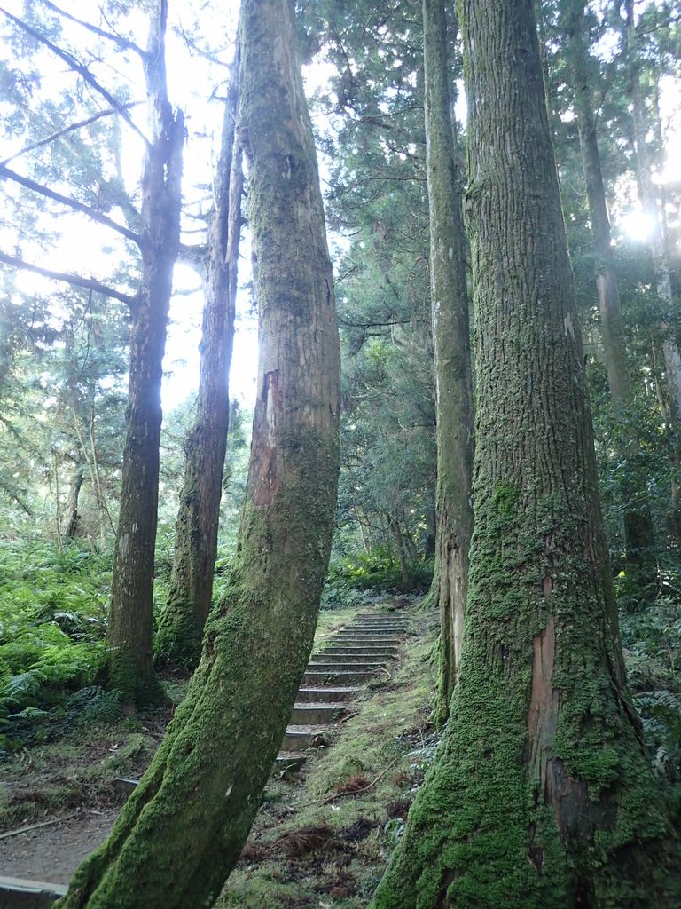 PB257481.JPG - 復興  東眼山森林步道