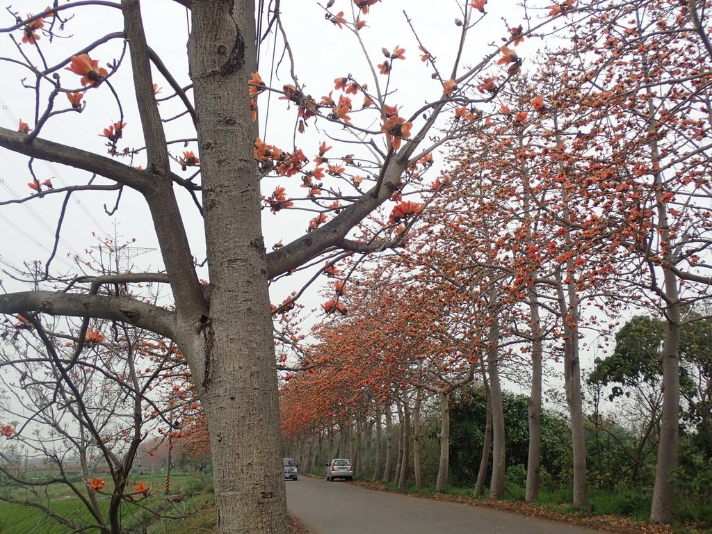 P3066413.JPG - 埤頭  東螺溪  木棉花